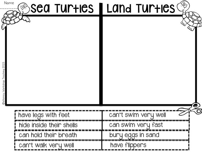 sea turtles land turtles classroom activity worksheet hameray publishing